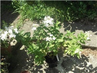 9d76c620-Picture 009.jpg